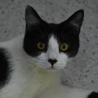 Photo of Stitch