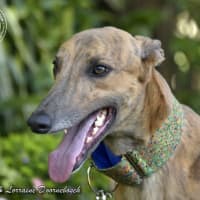 Photo of Max (Woodland Maxi)