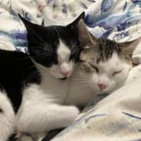 Photo of Spock & Sparrow   5 Month Old Domestic Short Hair