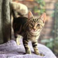 Photo of Blossom   Meet Me At Ivanhoe East Vet Clinic