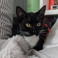 Photo of Vesper
