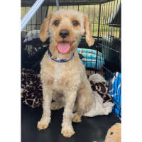 Photo of Pippin