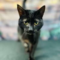 Photo of Bucky   Located In Preston