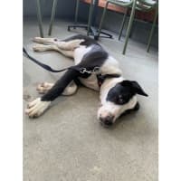 Photo of Ace *$250 Adoption Fee*