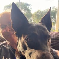 Photo of Lulu   7 Year Old Kelpie X