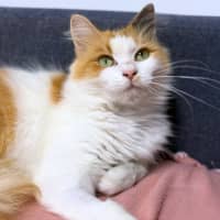 Photo of Harmony Was Miss Catberry Jam