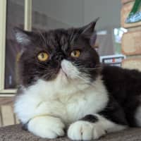 Photo of Penny