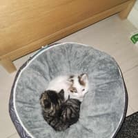 Photo of Smore
