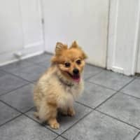 Photo of Cashew