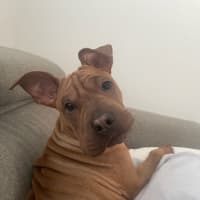 Photo of Shiloh