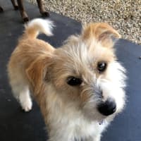 Photo of Luisa   19 Month Old Jack Russell X (Trial)