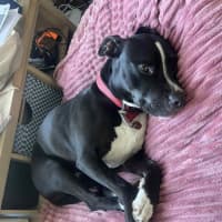 Photo of Keira   3 Year Old Staffy
