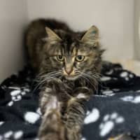 Photo of Tilly