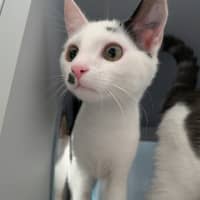 Photo of Bolt
