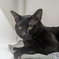 Photo of 🐝 Argyle 6861 🐝