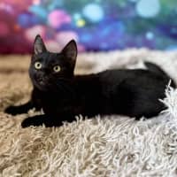 Photo of Vivienne (Located In Eltham North) 