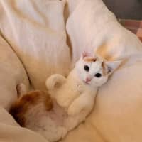 Photo of Kira