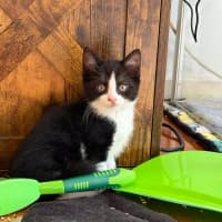 Photo of Pippin