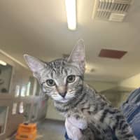Photo of Nala