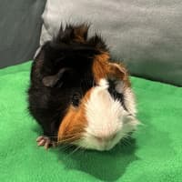 Photo of Spruce