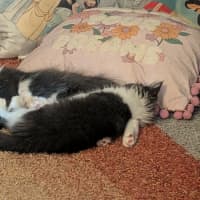 Photo of Bandit