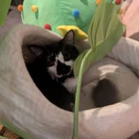 Photo of Junior