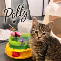 Photo of Polly