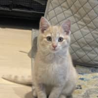 Photo of Enzo