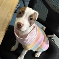 Photo of Josie   4 Month Old American Staffy X