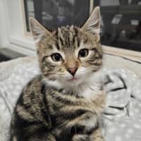 Photo of Lumi & Nova