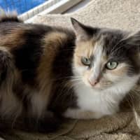 Photo of Nova