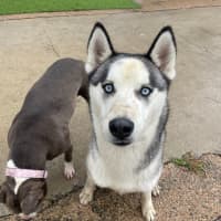 Photo of Cheeko