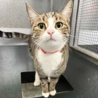 Photo of Kitty