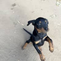 Photo of Frankie Zappa