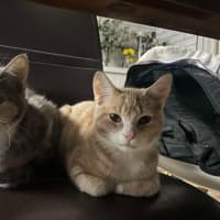 Photo of Purrl & Punchy! 