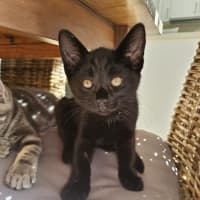 Photo of Wagga Meet Me@Petstock Keysborough 