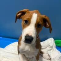 Photo of Rogue
