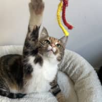 Photo of Penny