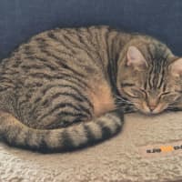 Photo of Evie   In Foster Care In Doncaster 