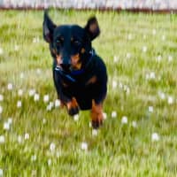 Photo of Bullets