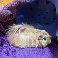 Photo of Biscuit