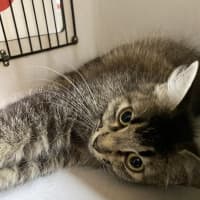 Photo of Honey