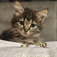 Photo of Luna (Lj) 