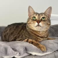 Photo of 6295   Adele