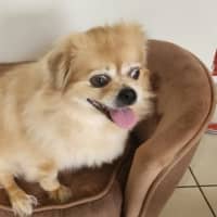 Photo of Pebbles   10 Year Old Tibetan Spaniel