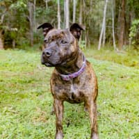 Photo of Daffodil 