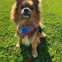 Photo of Bobo