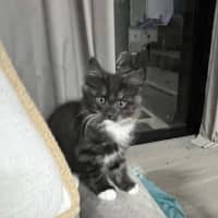 Photo of Cookie