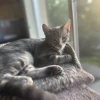 Photo of Astro The Grey Tabby