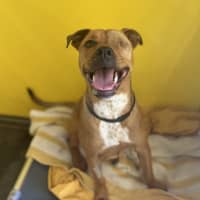 Photo of Nova